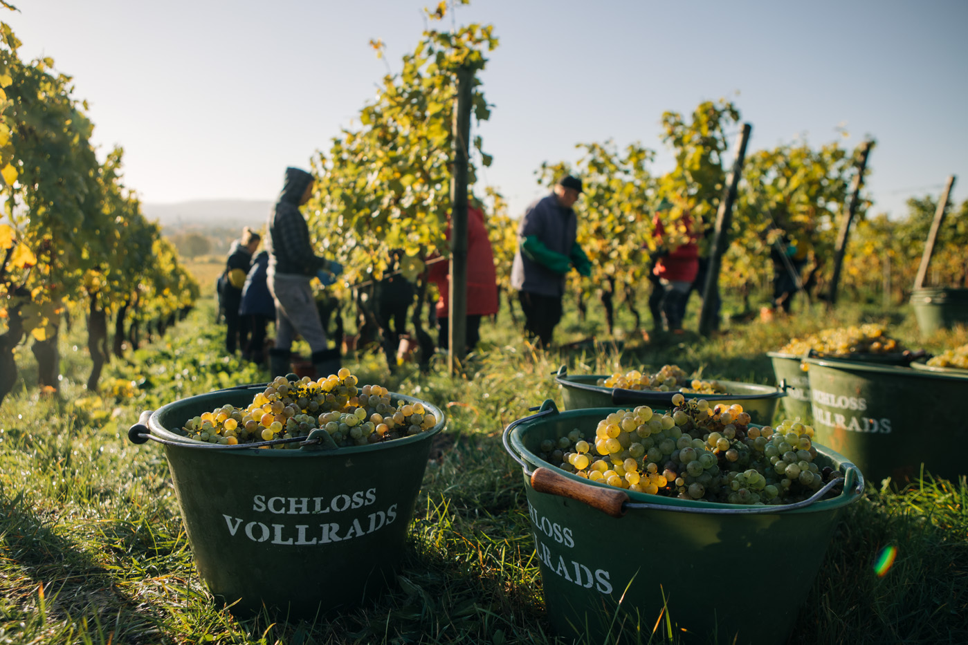 Weinlese Weinlese